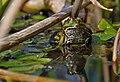 在池塘栖地的欧洲水蛙
