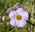 Phacelia fremontii