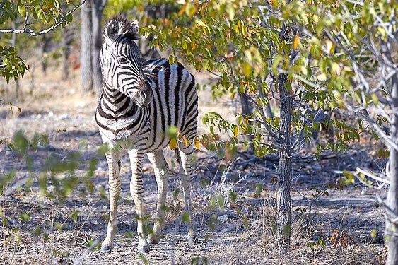 Plains zebra (equus quagga) near Halali, Etosha, Namibia