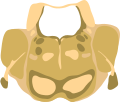 Cross-section of the middle pons (at the level of cranial nerve V)