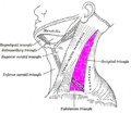 Posterior triangle of the neck labeled. (Anterior triangles to the left. Occipital triangle labeled at center left.) )