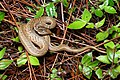 Psammodynastes pulverulentus, Common mock viper - Phu Kradueng National Park