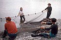 Quileute net fishing