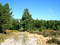 Haute-Chaume road between plots 131 and 141; in the background, the Haute-Chaume post. This is the main moorland area under restoration.