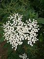 Sambucus nigra inflorescence