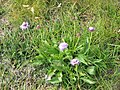 Scabiosa lucida