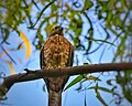 Shikra in Gurgaon,India