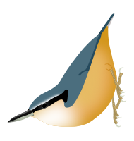 White-tailed Nuthatch