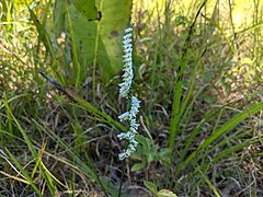 Spiranthes lacera var. gracilis