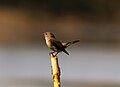 In Madobpur Lake, Shylet, Bangladesh