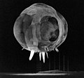 Image 9Operation Tumbler-Snapper, by Lawrence Livermore National Laboratory (from Wikipedia:Featured pictures/Sciences/Others)