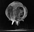 Image 3Operation Tumbler-Snapper, by Lawrence Livermore National Laboratory (from Wikipedia:Featured pictures/Sciences/Others)