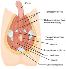 Male perineum