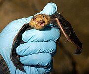 Brown bat