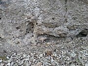 Appearance of caliche at the base of the outcrop.