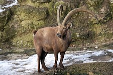 Alpine ibex (Capra ibex)