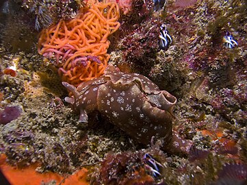 Dwarf sea hare with its egg ribbon