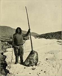 An Inuit man holding the head of a dead narwhal in the Arctic.