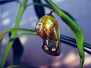 Pupa