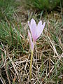 Colchicum alpinum