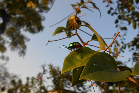 Colourful beetle on Bougainvillea