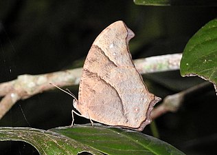 Ventral view (dry-season form)