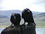 Two Ravens.