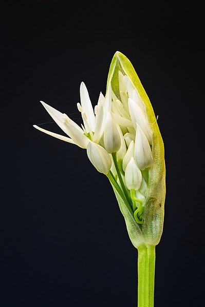 图为隆起的熊葱（Allium ursinum）花蕾，由60张照片叠焦而成。