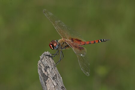 Tramea basilaris male