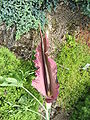 Dracunculus vulgaris inflorescence