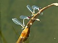 两只红眼细蟌（Erythromma najas）雄虫各“挟持”一只雌虫寻找产卵水域