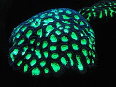 Fluorescent coral[89]