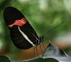 Red Postman Butterfly