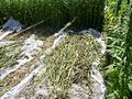 Hemp being harvested