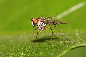Chrysosoma sp, Dolichopodidae commonly called long-legged flies