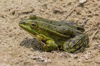 Marsh frog