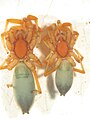 Nops guanabacoae female (right) and male (left), ventral view.