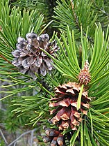 Lodgepole pine, subspecies known as Tamarack pine