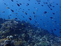 Underwater seascape