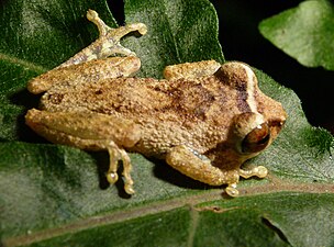 Dorsal view