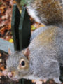 A grey squirrel, somewhat hopeful of being fed, in Hyde Park London