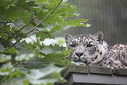 Snow leopard in Korkeasaari Zoo