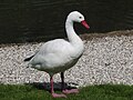 Coscoroba Swan at London Wetland Centre