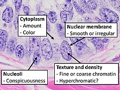 Subcellular features (may need highest magnification)
