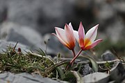 Side view of flowers