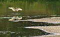 池塘上的大白鹭