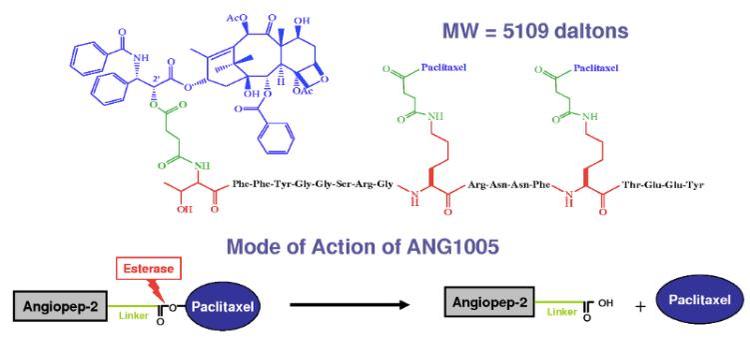 ANG1005mechanism