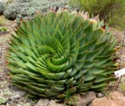 多叶芦荟（Aloe polyphylla）的螺旋状互生（旋生）叶序