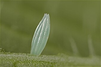 Egg