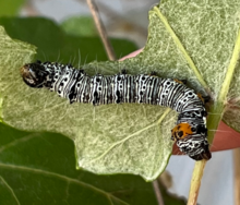 An overall white caterpillar with black stripes and a black head. Its rump has a bright orange colleration. It is feeding on a Mustang grape plant, Vitis mustangensis.